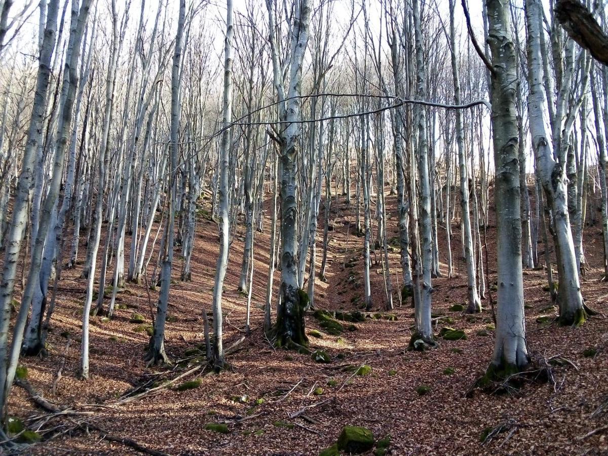 B&B Podere Bramapane Montelungo Superiore Zewnętrze zdjęcie